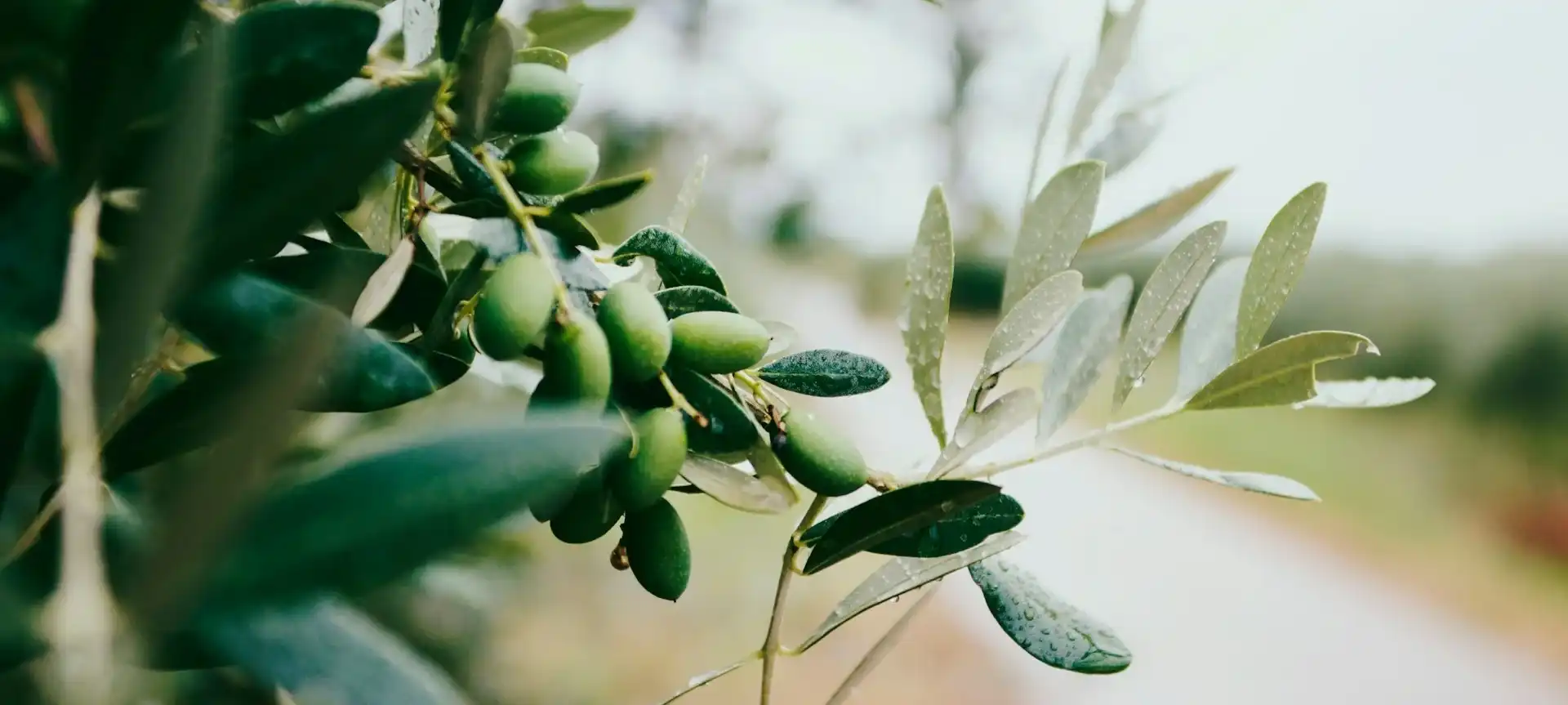 olive tree